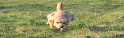 Labrador Retriever dogs for stud: Extensively Health Tested Yellow Labrador Stud in Totnes - Advert 5
