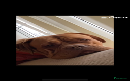 Dogue De Bordeaux dogs for sale: Dogue De Bordeaux 3 years old female  - Image 2