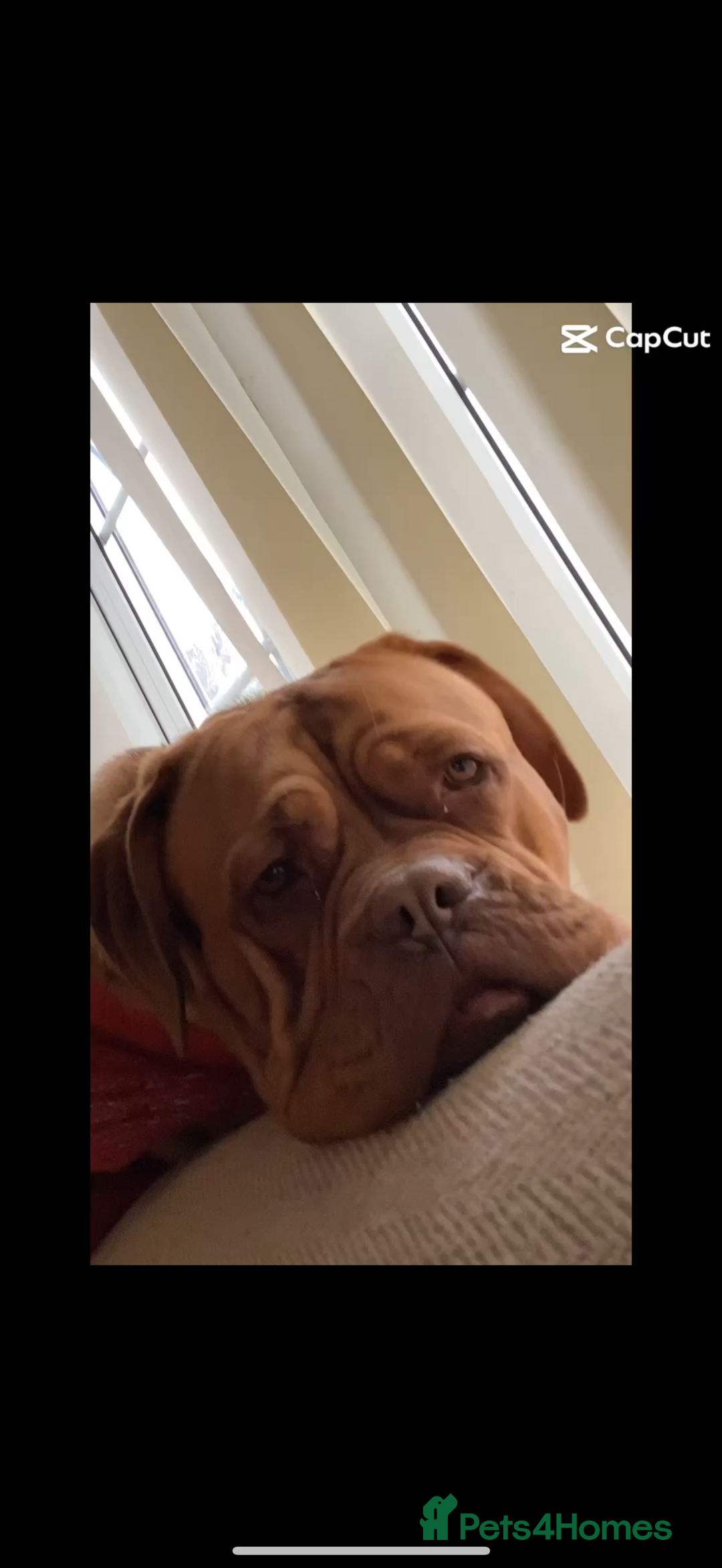 Dogue De Bordeaux dogs for sale: Dogue De Bordeaux 3 years old female  - Image 2