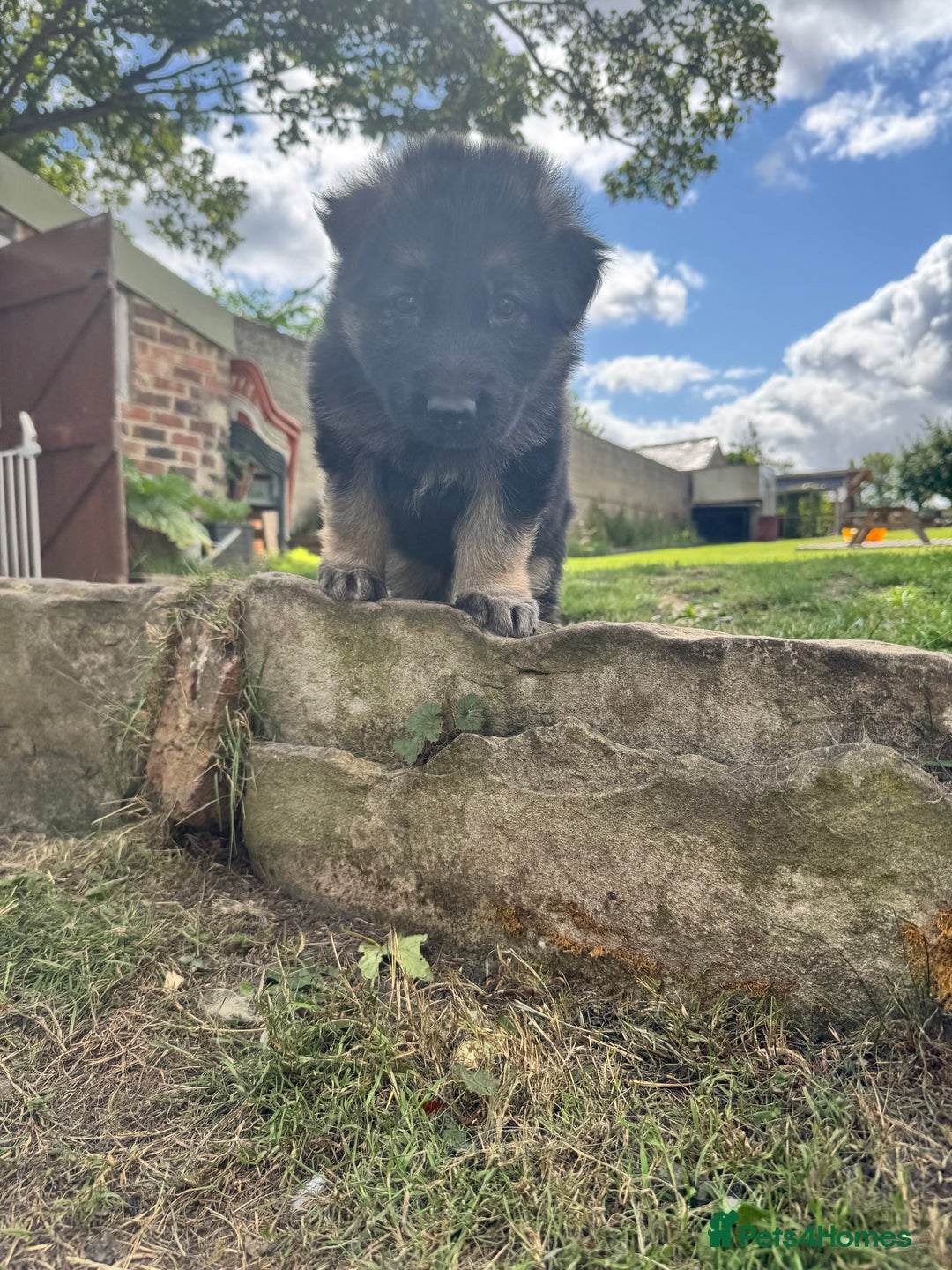 German Shepherd dogs for sale: German shepherd puppies  - Image 2