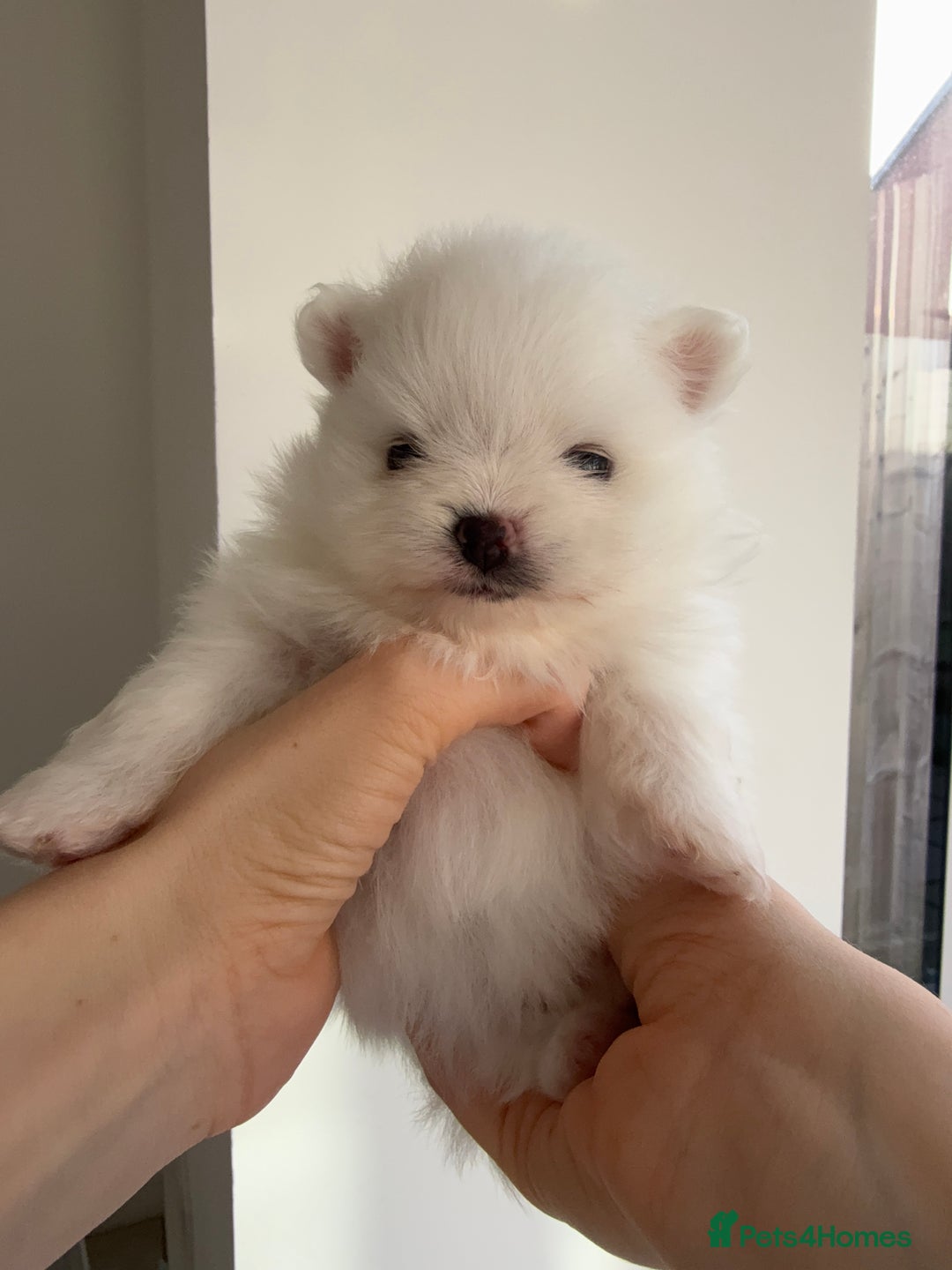 Pomeranian dogs for sale: 4 white pure bred pomerainian puppies - Advert 15