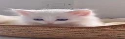 Munchkin cats for sale: Turkish Angora x Munchkin male and female  - Advert 6
