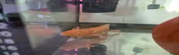 Axolotl reptiles for sale: Axolotls-Breeding pair - Advert 2