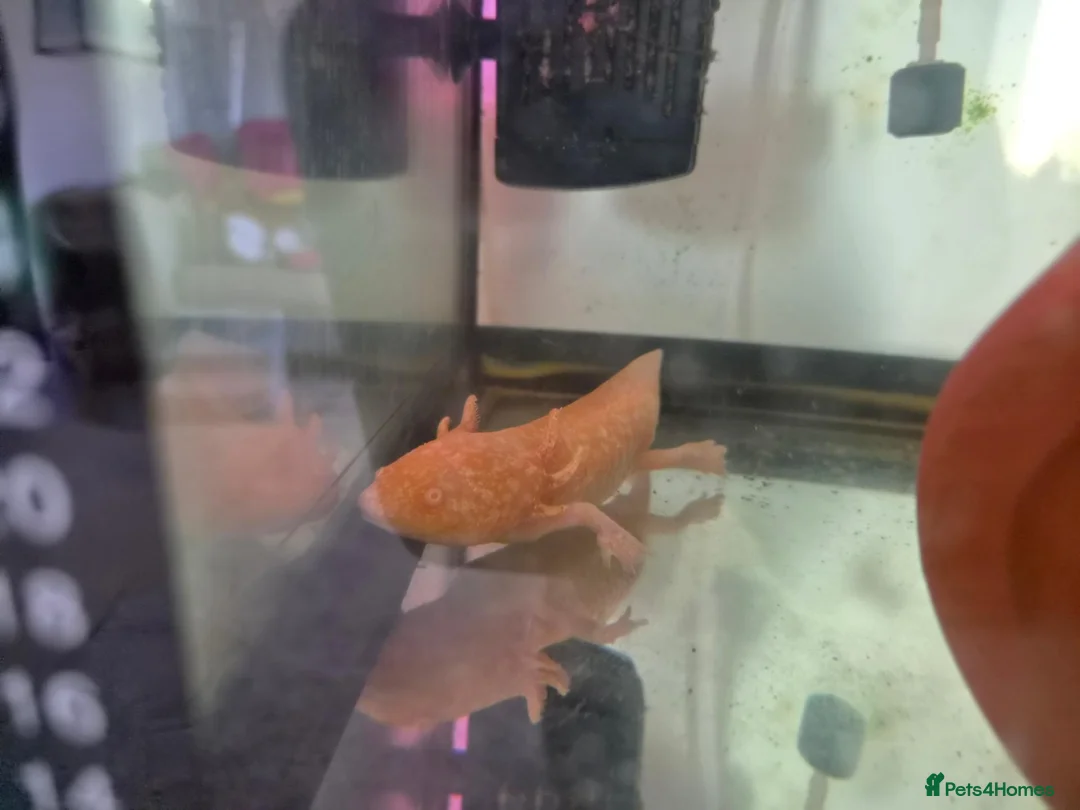 Axolotl reptiles for sale: Axolotls-Breeding pair - Advert 2