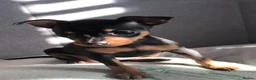 Miniature Pinscher dogs for sale: Beautiful 5generation pedigree min pin pupp - Advert 13