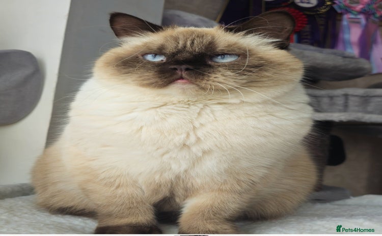 British Shorthair cats Stunning BSH Colourpoint female - Advert 1