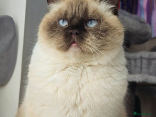 British Shorthair cats Stunning BSH Colourpoint female - Advert 2