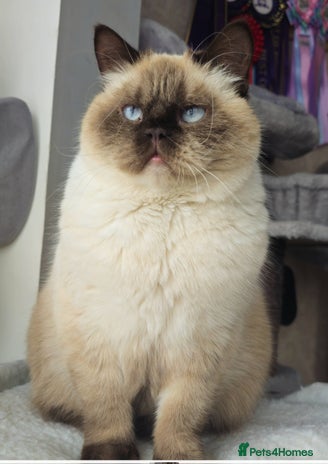 British Shorthair cats Stunning BSH Colourpoint female - Advert 1