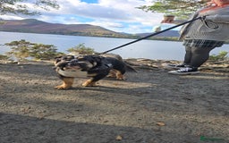 English Bulldog dogs for sale: George  - Advert 3