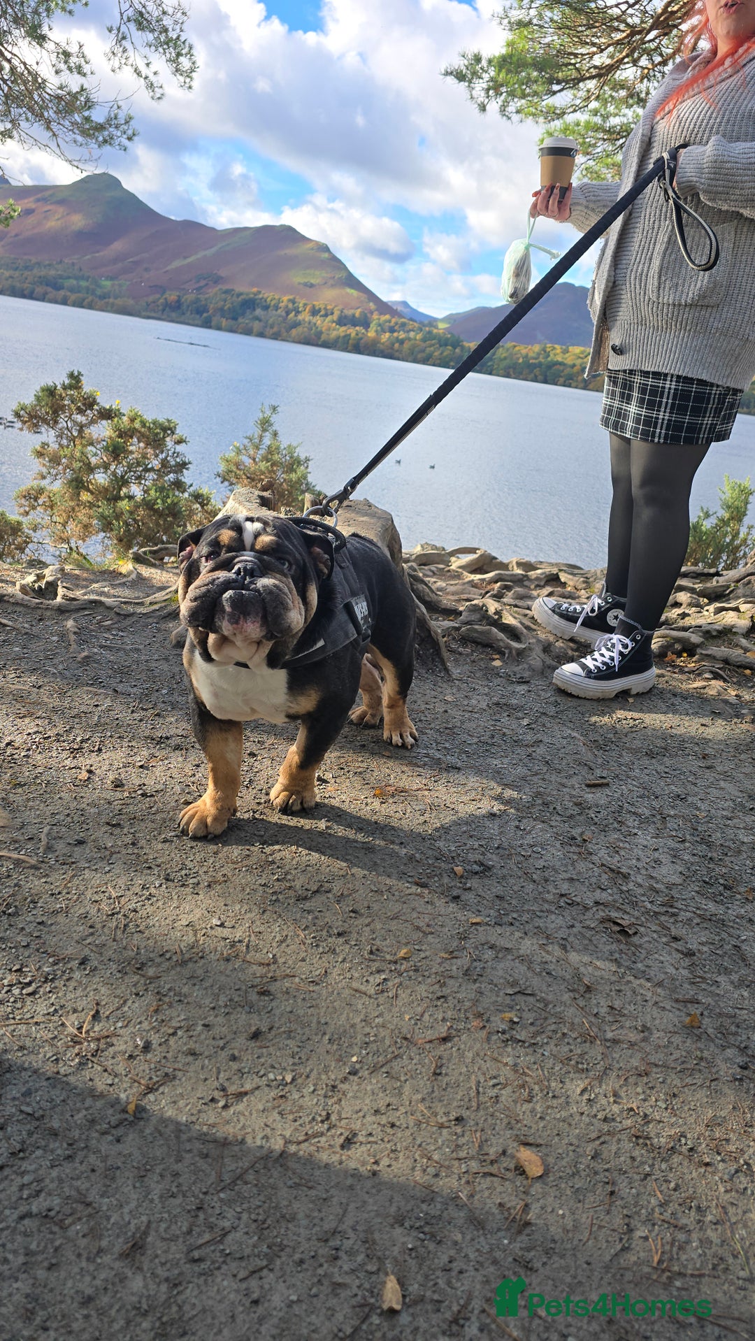 English Bulldog dogs for sale: George  - Advert 3