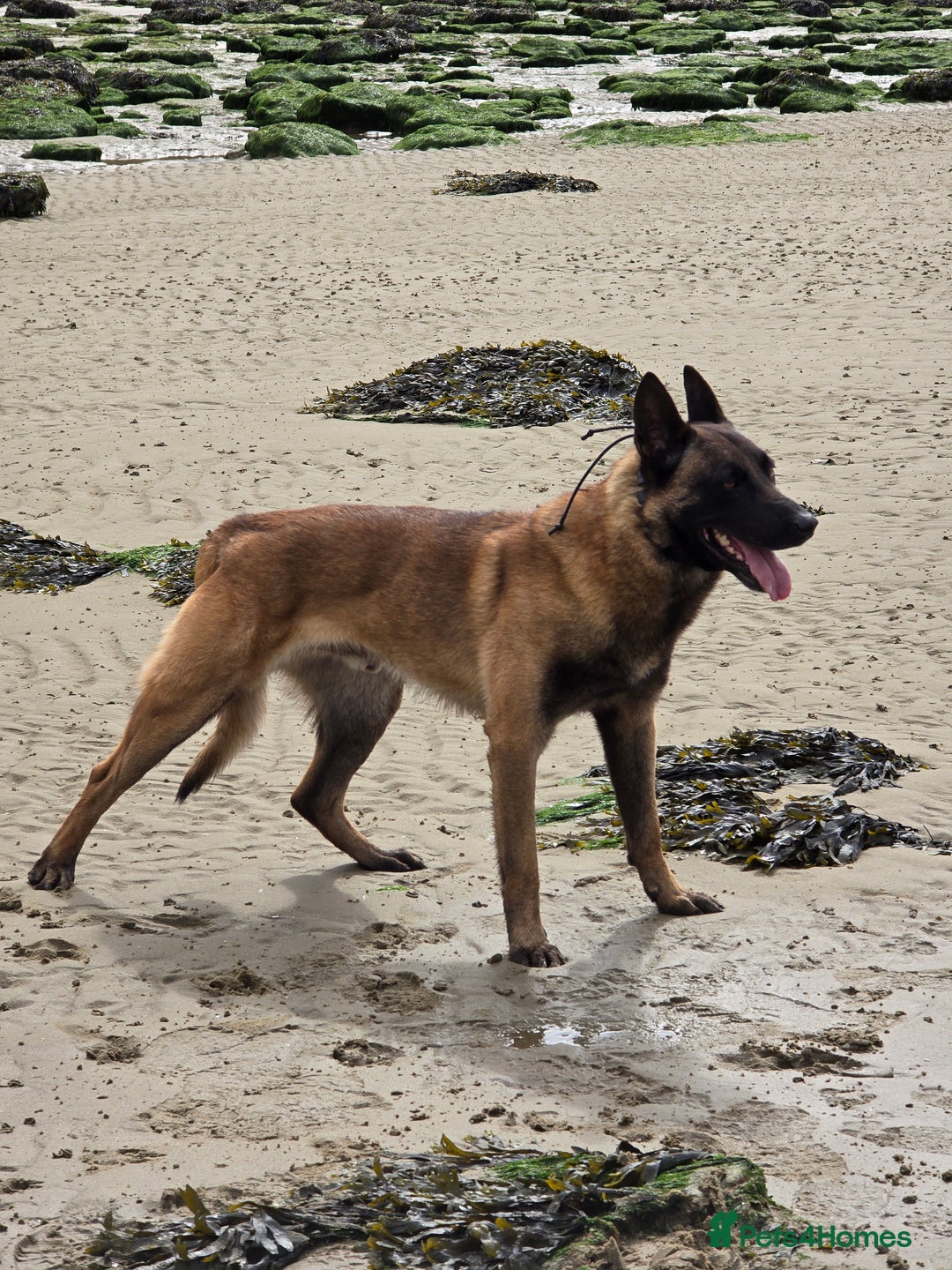 Belgian Shepherd Dog dogs for stud: CHANCE MR3 Vice Champion PSA2 at STUD - Advert 15