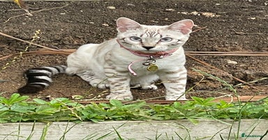 Bengal cats - Advert 16