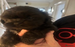 Shihpoo dogs for sale: Shihpoo puppies - Image 8