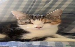 Domestic Shorthair cats for sale: Beautiful calico  - Image 1