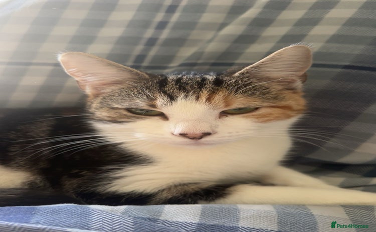 Domestic Shorthair cats - Advert 4