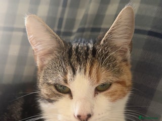 Domestic Shorthair cats - Advert 22