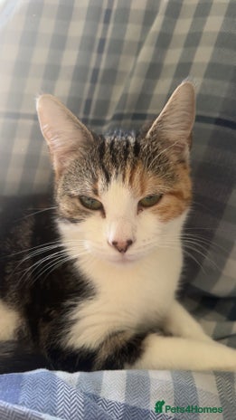 Domestic Shorthair cats - Advert 18