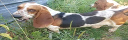 Basset Hound dogs for stud: Basset hound stud - Advert 1