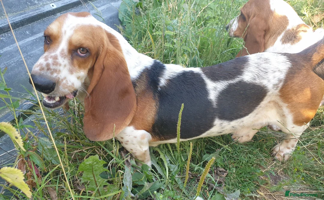Basset Hound dogs for stud: Basset hound stud - Advert 1