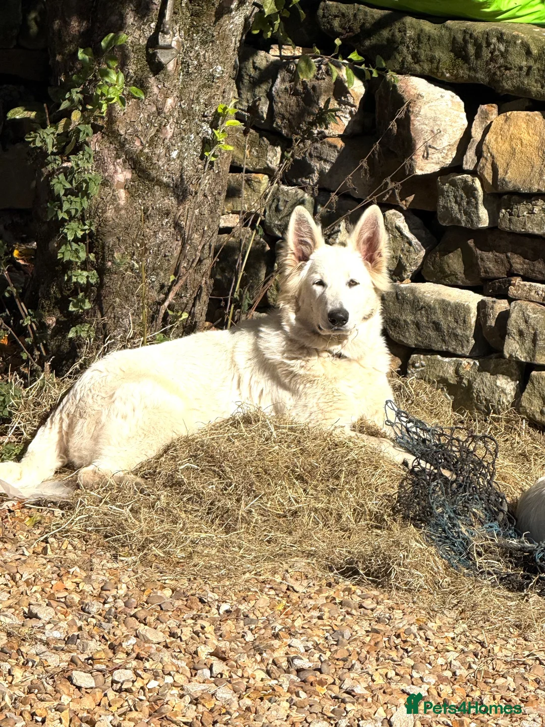 German Shepherd dogs for sale: Stunning White KC Long Haired GSD pups ready 18/12 - Advert 21