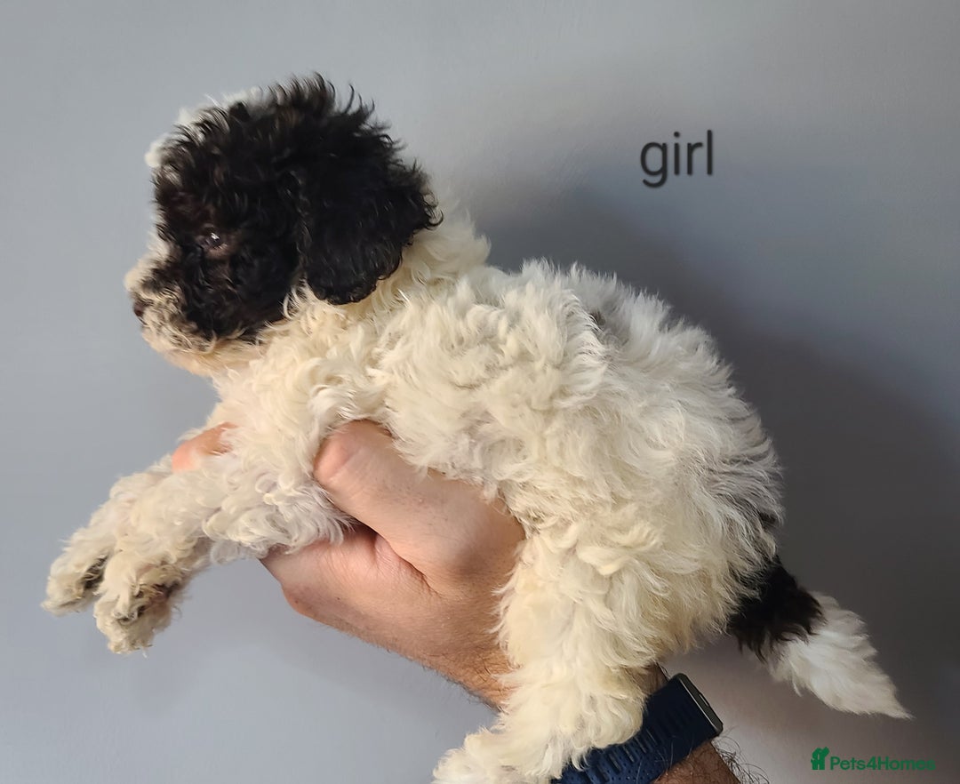 Cockapoo dogs for sale: SUPER PLUSH COATS. F1b Cockapoos. Health Tested - Image 16