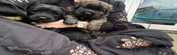 Mixed Breed dogs for sale: Bouvier Des Flanders / Giant Schnauzer  - Advert 3