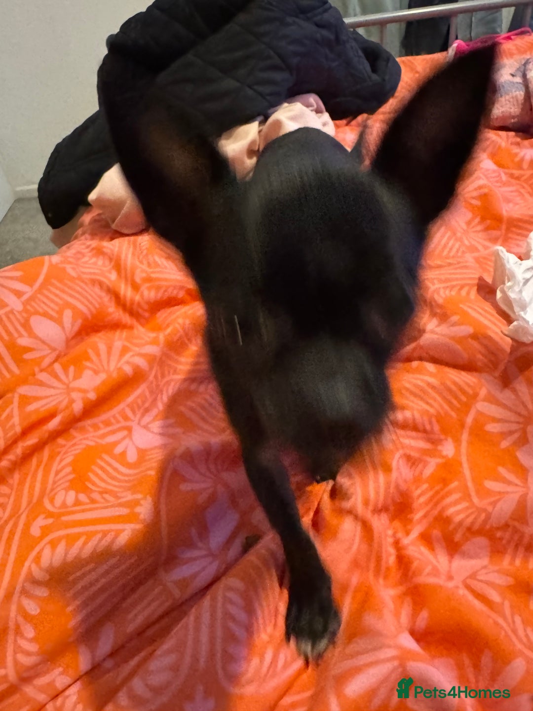 Chihuahua dogs for sale: Stunning absolutely stunning female chihuahua  - Image 12