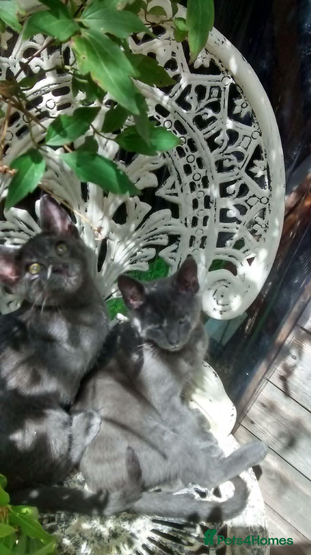 Russian Blue cats for sale: Russian blue female - Advert 4