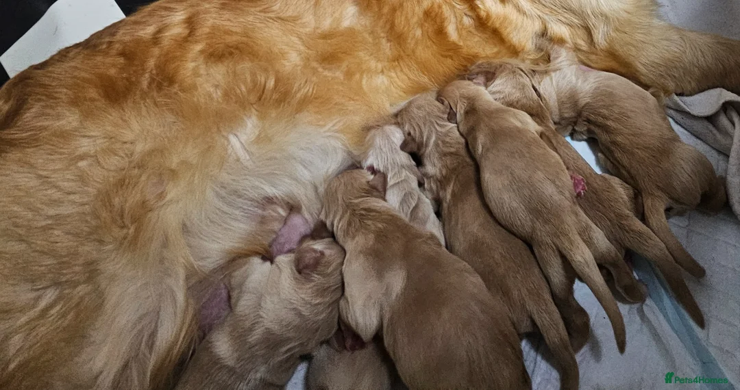 Golden Retriever dogs for sale: ✨Beautiful Golden Retrievers puppies! ✨ - Advert 5