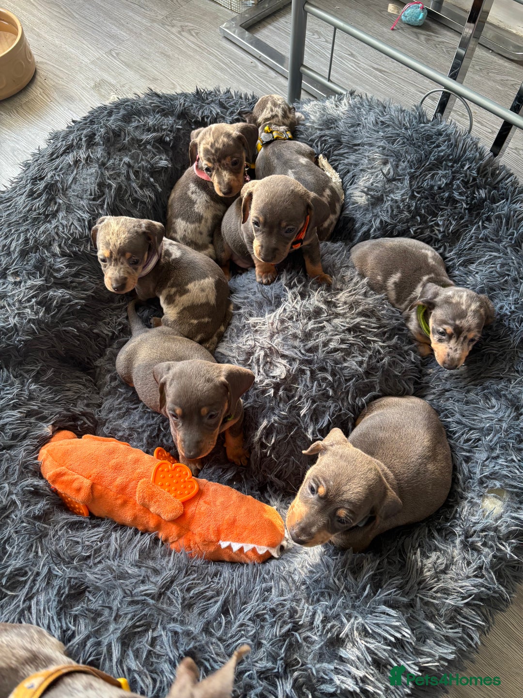 Dachshund dogs for sale: 7 beautiful dachshund baby’s  - Image 7
