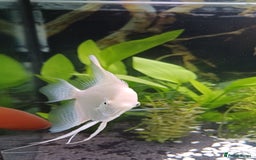 Angelfish fish for sale: White platinum blushing angelfish  - Image 9