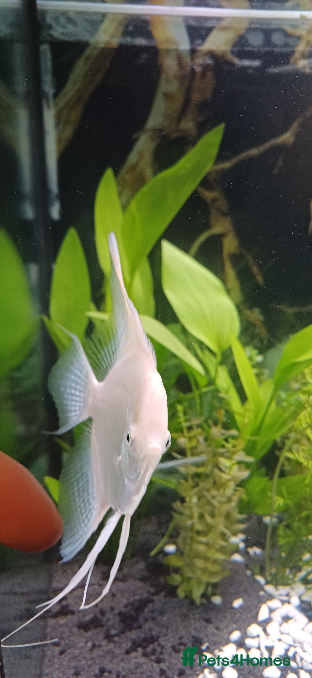 Angelfish fish for sale: White platinum blushing angelfish  - Image 9