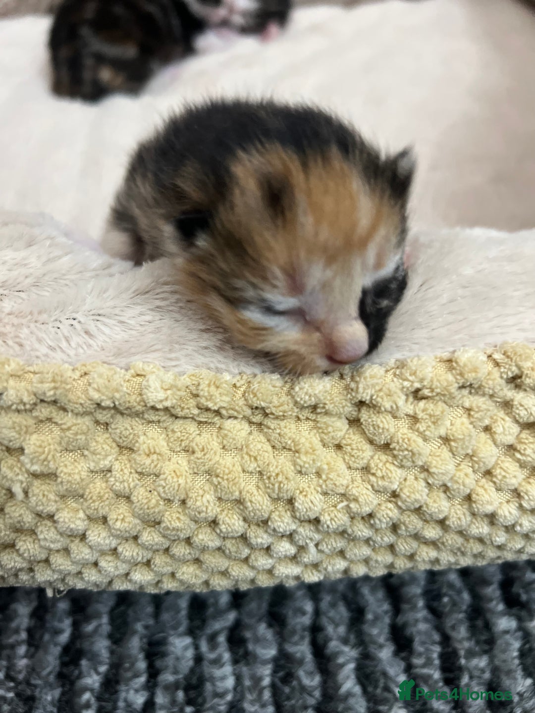 Bengal cats for sale: Rare Bengal Breed In White and Grey Ginger - Image 6