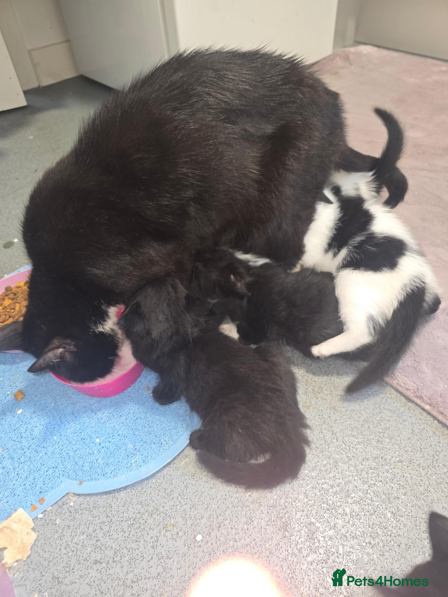 Mixed Breed cats 4 beautiful kittens ready to leave now  - Advert 1