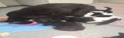 Mixed Breed cats for sale: 4 beautiful kittens ready to leave now  in Bradford - Advert 1
