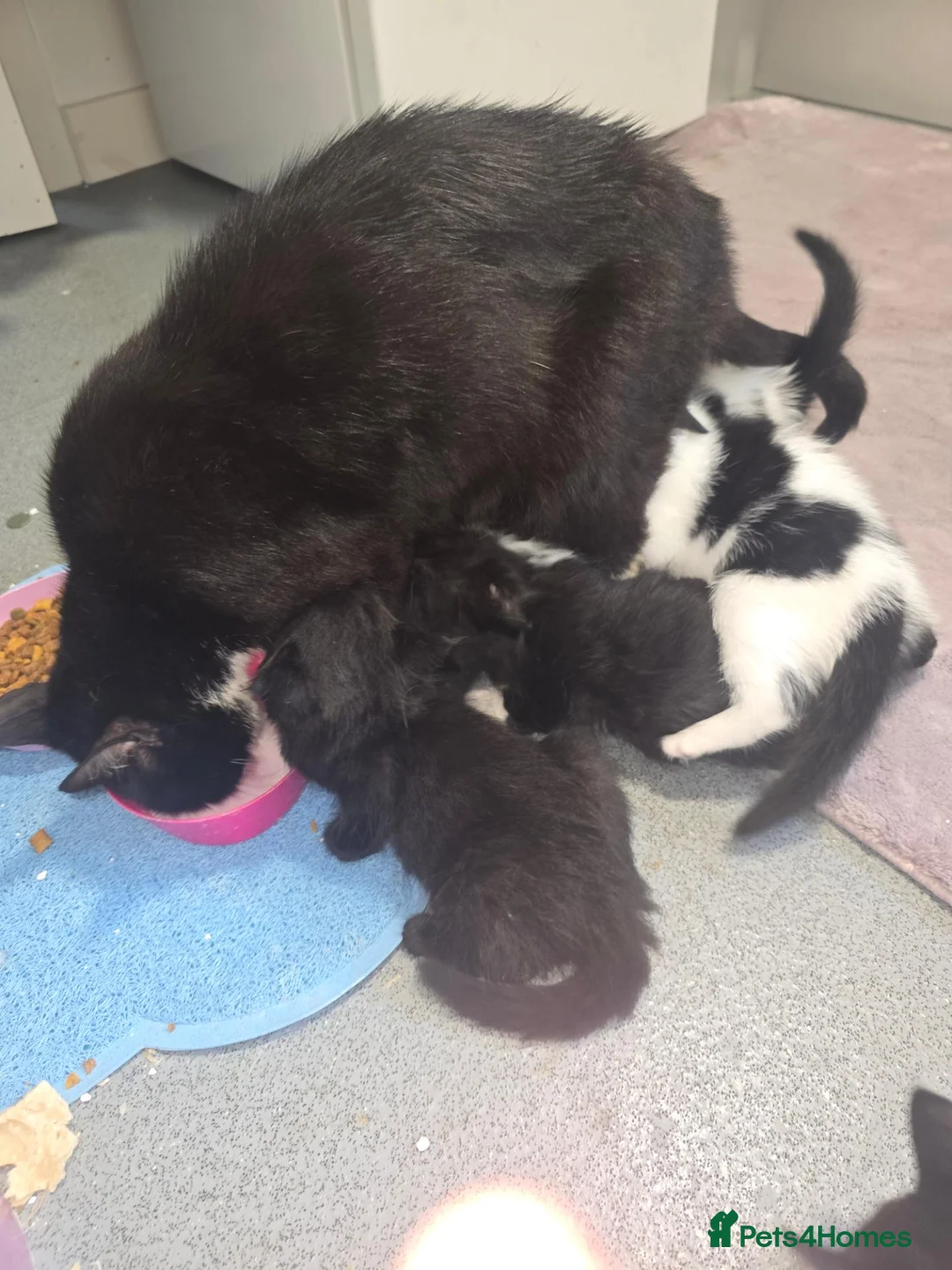 Mixed Breed cats for sale: 4 beautiful kittens ready to leave now  in Bradford - Advert 1