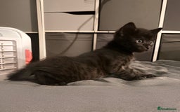 Savannah cats for sale: F4 Savannah kittens  - Image 4