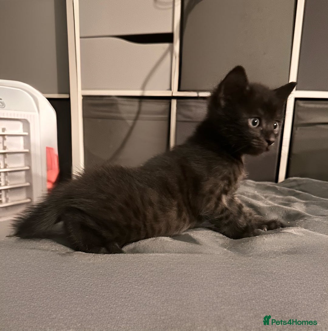 Savannah cats for sale: F4 Savannah kittens  - Image 4