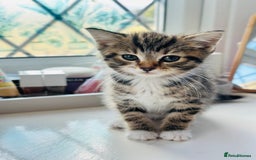 Norwegian Forest Cat cats for sale: Norwegian Forest Cat Mix kittens - Image 5