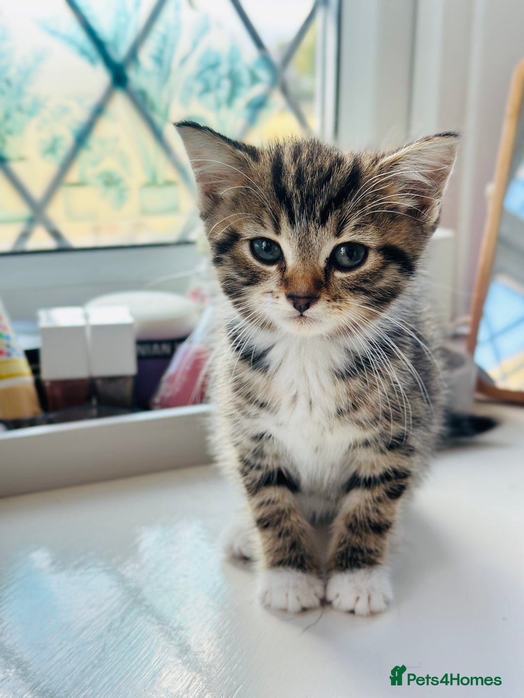 Norwegian Forest Cat cats for sale: Norwegian Forest Cat Mix kittens - Image 5
