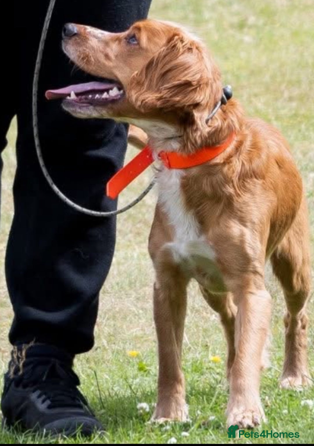 Cocker Spaniel dogs for stud: PROVEN KC working cocker  - Advert 4