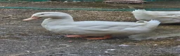 Ducks poultry for sale: 3 x male ducks for sale in Mablethorpe - Advert 2