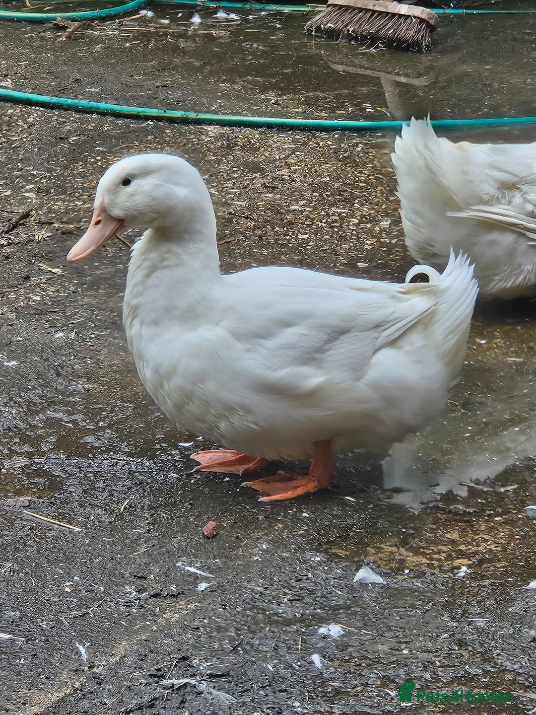 Ducks poultry for sale: 3 x male ducks for sale in Mablethorpe - Advert 2