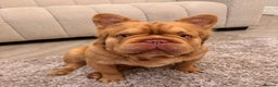French Bulldog dogs for stud: FLUFFY ROPES BLAZE & BOZO  in Liverpool - Advert 3