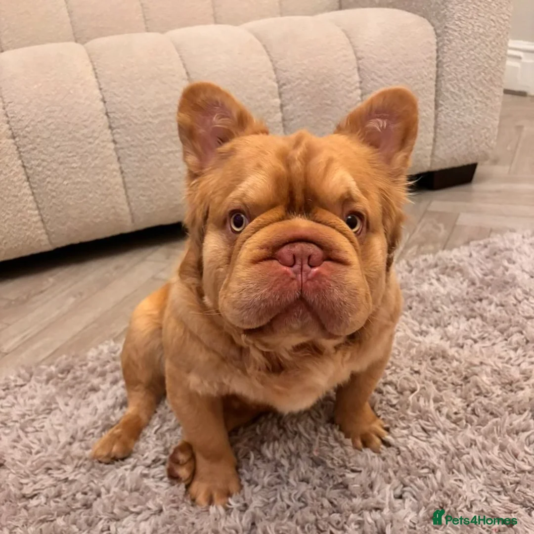 French Bulldog dogs for stud: FLUFFY ROPE BLAZE  in Liverpool - Advert 3