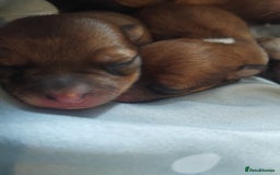 Mixed Breed dogs for sale: Beautiful YorkieRussell pups for sale! Small size  - Image 22