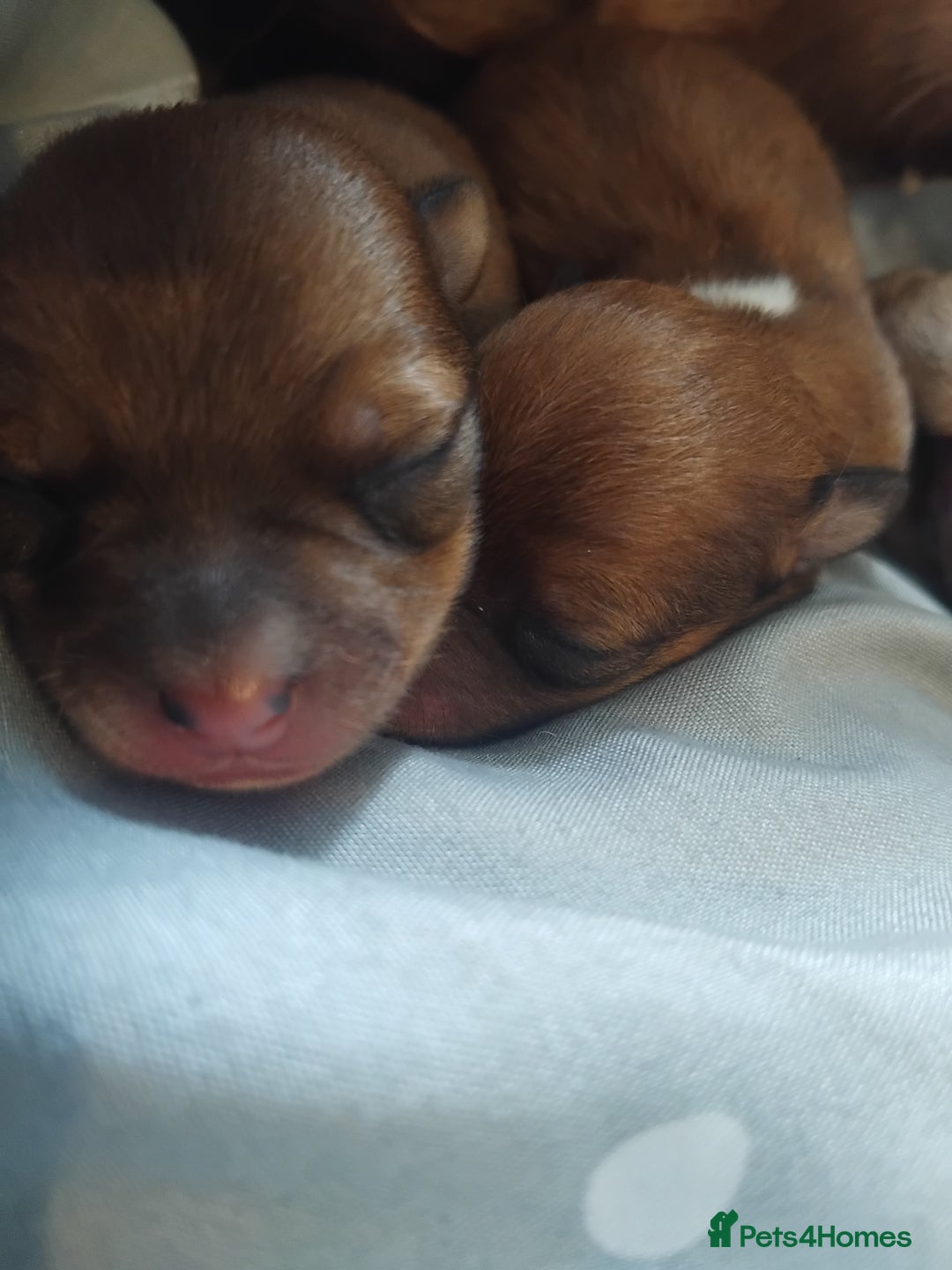 Mixed Breed dogs for sale: Beautiful YorkieRussell pups for sale! Small size  - Image 22