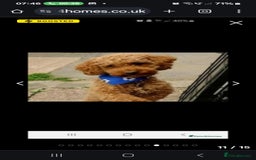 Toy Poodle dogs for sale: Toy poodle puppies D.N.A clear. - Image 9