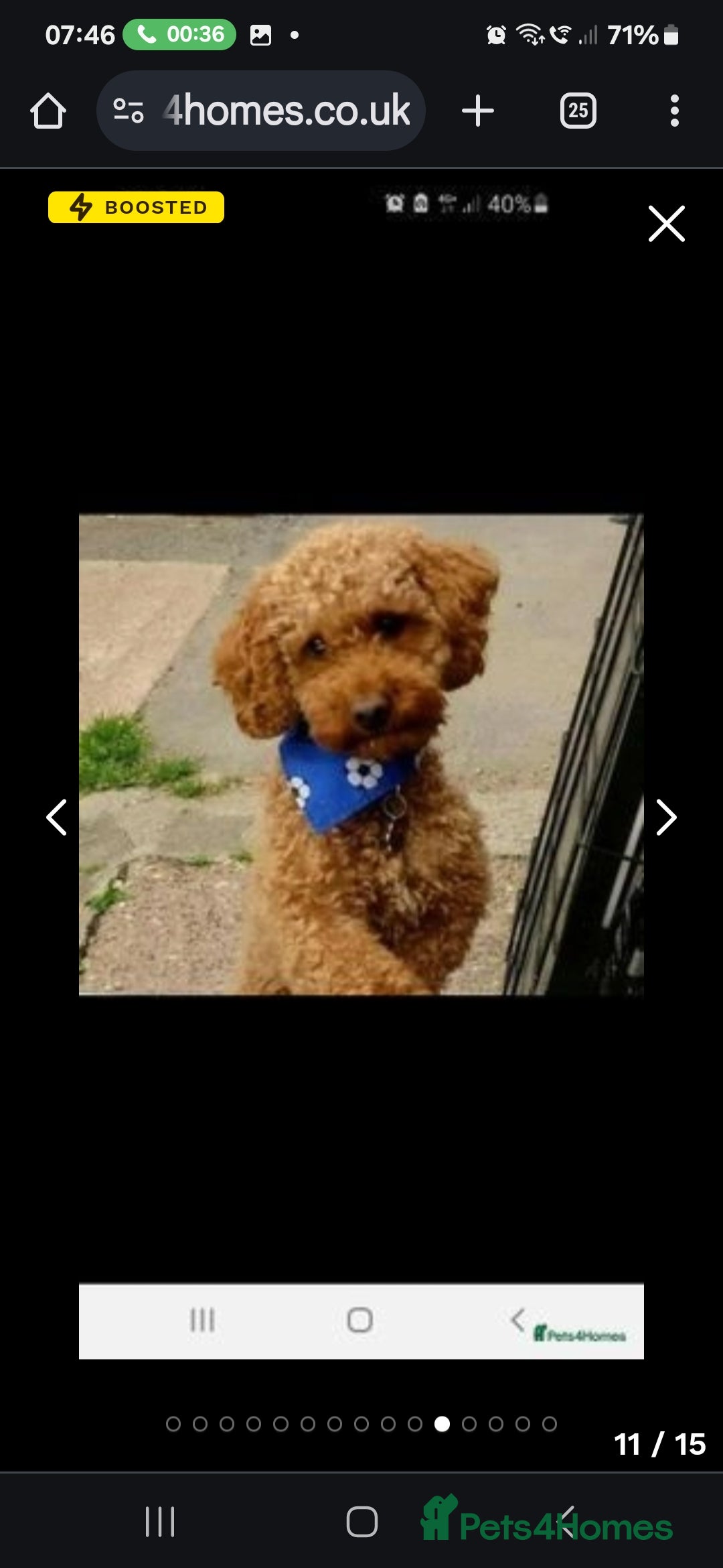 Toy Poodle dogs for sale: Toy poodle puppies D.N.A clear. - Image 9