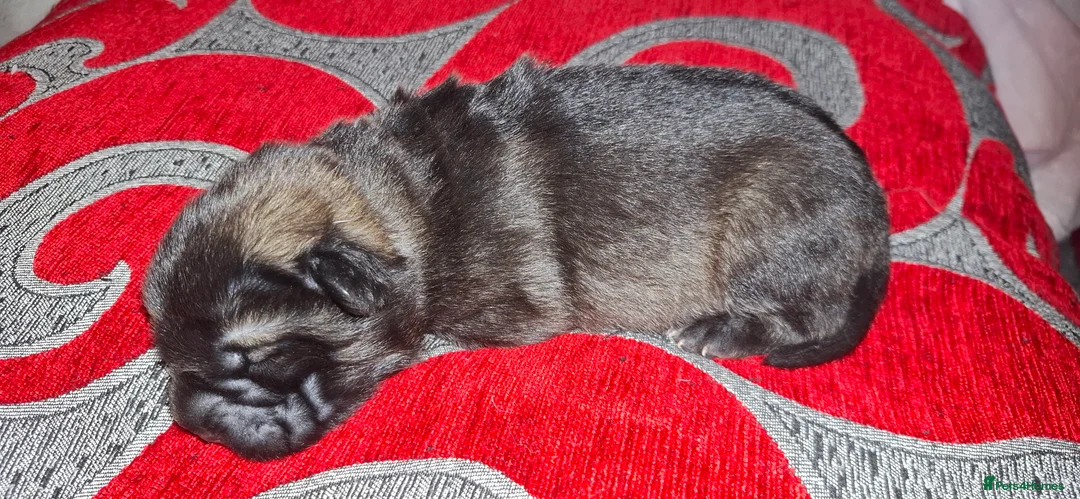 Mixed Breed dogs for sale: Rus-A-Pei ( Rare ) - Advert 17